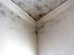 Why You Should Choose Our Mold Remediation Services in Fife Heights, WA